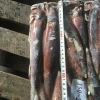 Chinese Frozen Squid Factory (Illex Argentine Squid )