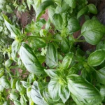 Chinese Herbs Sweet Basil Seeds For Planting