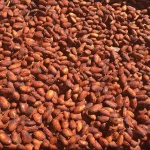 Cocoa/ Cacao/ Chocolate bean
