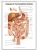 Import disease of the digestive system poster from China