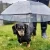 Import Dog Pet Umbrella for Small Dogs, Pet Umbrella With Leash Holder from China