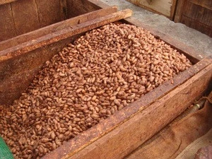 Dried Cocoa Beans for sale