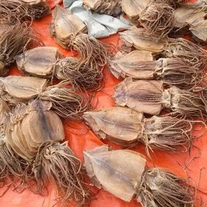 dried squid seafood Japan