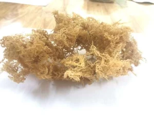 Dried wildcrafted irish moss/ sea moss from Vietnam