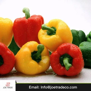 Egypt fresh natural yellow red color capsicum