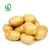 Import export Fresh sweet Potato  Pricesin China , Size 100-150g/ 200g and up from China