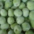 Import Export High Quality For New Crop Frozen Fresh Kiwi Fruit from China