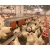 Import Factory price chicken poultry farm equipment animal husbandry Egg collection machine from China
