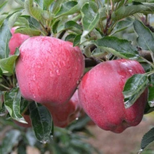 Fresh Apple Top Red Delicious / Fresh Apple For Sale