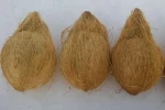 Fresh Brown Semi Husked Coconuts.....................................