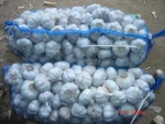 fresh china garlic in bulk