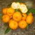 Import Fresh Citrus Fruits, Fresh Mandarin Oranges, Valencia Oranges & Lemons High Quality. from South Africa
