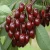 Import Fresh Dark Red Cherries / Fresh Cherries Fruits from South Africa