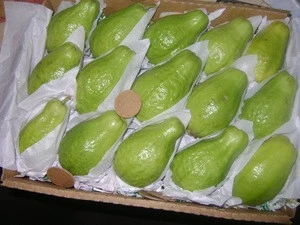fresh Egyptian guava