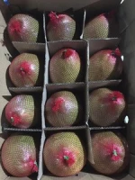 FRESH GRAPE FRUIT, HIGH QUALITY GREEN SKIN POMELO
