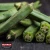 Import Fresh Green Okra Manufacturer/ Supplier/ Exporter in Pakistan from Pakistan