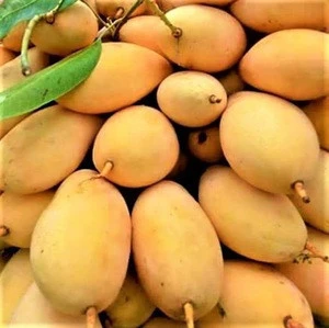 Fresh Philippine Carabao Mango