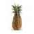 Import fresh pineapple from South Africa