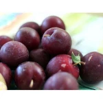 Fresh Plums of High Quality