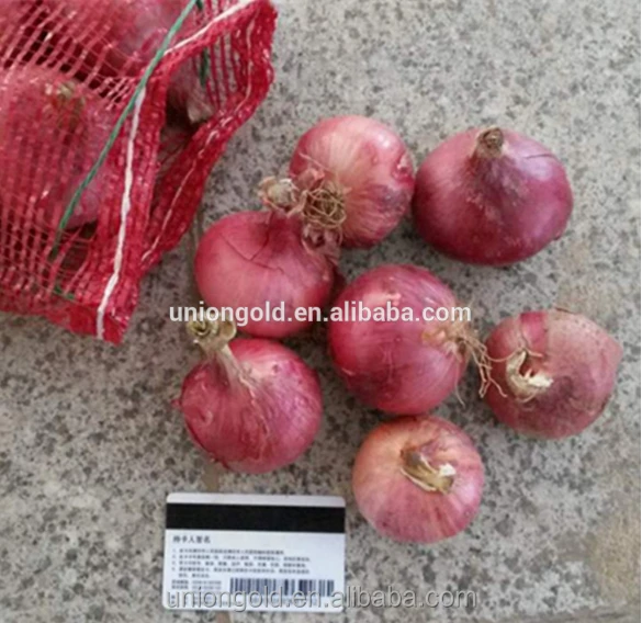 Fresh Red Onion for sale