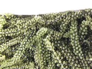 Fresh Sea Grapes from Vietnam with best quality ( Green Caviar )
