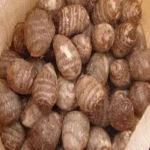 Fresh Taro, Fresh Taro Vegetable For Sale