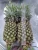 Import Fresh Whole Premium   Pineapple / Pineapples Fresh from Canada