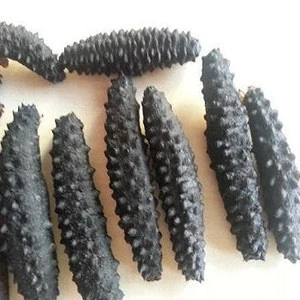 Fully Dried Sea Cucumber for export