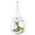 Import Glass Hanging  Planter Air Plant Terrarium Home Decorations for Succulent Candles from China