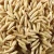 Import High Organic Dry Oat Grain from South Africa