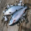 High Quality Fresh / Frozen Atlantic Salmon Fish