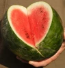 High Quality Fresh Water Melon