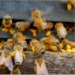 honey bee products type lotus bee pollen in bulk or retail