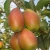 Import [HOT] China fresh red fragrant su pear from China