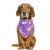 Import Hot Sale Halloween Pet Accessories Scarves Custom Printed Wholesale Dog Bandana Collar from China