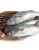 Import Hot Sale sea Frozen seafood Pacific Mackerel Fish from Belgium