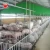 Import hot sell dry wet pig feeder fused hog slats fully animal automatic double side pig feeder  for sale from China