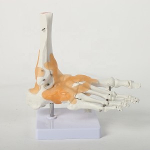 Human bone model hand bone foot bone knee hip shoulder joint model hospital medical educational model
