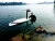 Import Hydrofoil Electric Surfboard for Foil Surf with Efoil Motor Controller from China