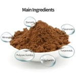 Improve Immunity Polysaccharides Chaga Mushroom Extract