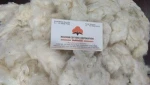 Indian Raw Cotton Shankar 6