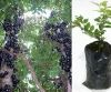 Jabuticaba Live Plant Tropical Amazon Rainforest South American Fruit Tree Bonsai Jaboticaba o Guapuru Brazil Grapes Ecuador