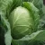 Import Low Cost Superior Quality New Premium White 100% Fresh Cabbages from Ukraine