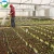 Import Multi-span plastic shed film greenhouse structure with irrigation&hydroponics eqiupment from China
