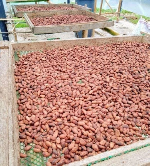 Natural Cocoa / Organic COCOA BEANS