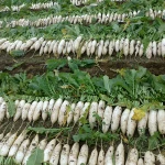 Natural Fresh White Radish Export Quality