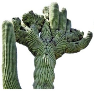 natural Herb Medicine Cactus Plant Extract /nopal Extract Powder Cactus polysaccharide