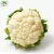 Import New crop fresh white cauliflower with cheap price hot sale,  organic fresh cauliflower exporter from China
