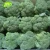 Import New crop high quality bulk fresh vegetable broccoli from China