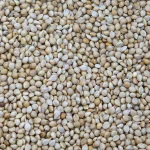 New crop white foxtail millet for bird seed
